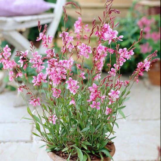 Гаура Siskiyou Pink р9 Гаура Siskiyou Pink р9