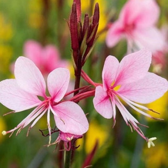 Гаура Siskiyou Pink р9 Гаура Siskiyou Pink р9