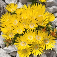 Делосперма Gold Nugget р9 Делосперма Gold Nugget р9