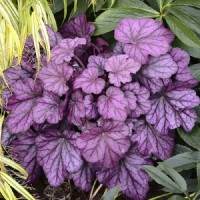 Гейхера Forever Purple №3 2л Гейхера Forever Purple №3 2л