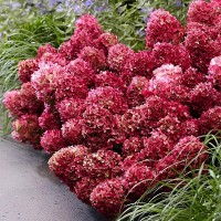 Гортензія Petite Cherry р9 Гортензія Petite Cherry р9