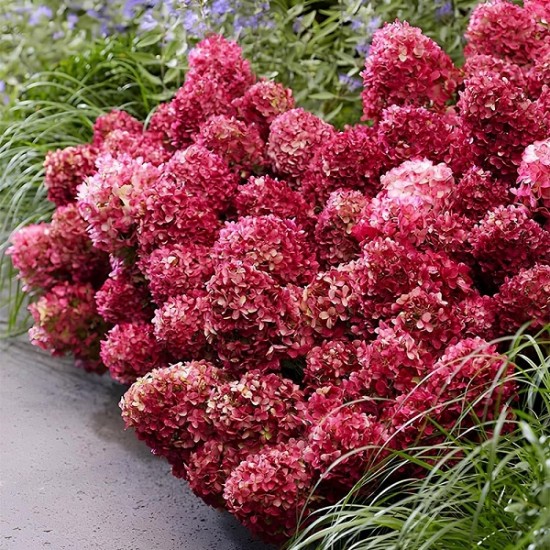 Гортензія Petite Cherry р9 Гортензія Petite Cherry р9