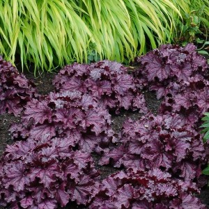 Гейхера Forever Purple №3 2л