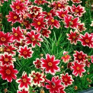 Кореопсис Ruby Frost р9 Кореопсис Ruby Frost р9