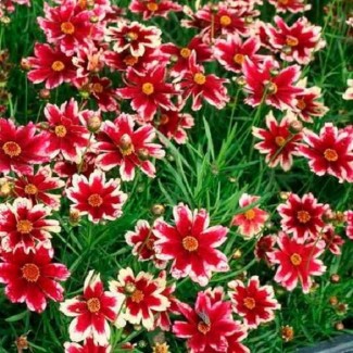 Кореопсис Ruby Frost р9 Кореопсис Ruby Frost р9