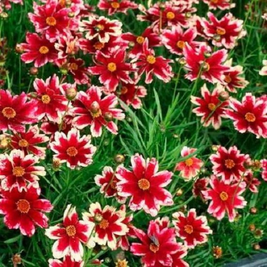 Кореопсис Ruby Frost р9 Кореопсис Ruby Frost р9