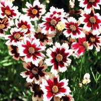 Кореопсис Ruby Frost р9 Кореопсис Ruby Frost р9