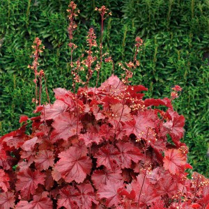 Гейхера Northern Exposure Red №13 2л Гейхера Northern Exposure Red №13 2л