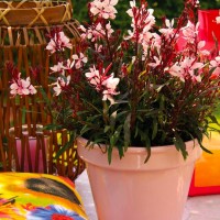 Гаура Gaudi Medium Pink р9 Гаура Gaudi Medium Pink р9