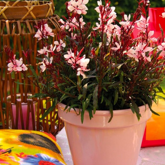 Гаура Gaudi Medium Pink р9 Гаура Gaudi Medium Pink р9