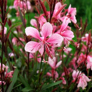 Гаура Passionate blush р9