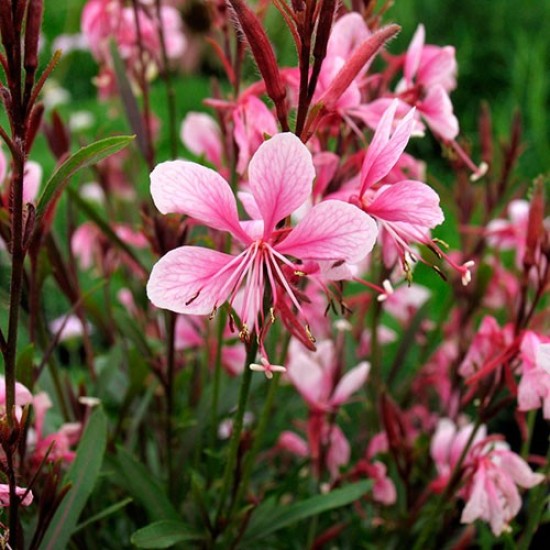 Гаура Passionate blush р9 Гаура Passionate blush р9