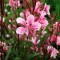 Гаура Passionate blush р9