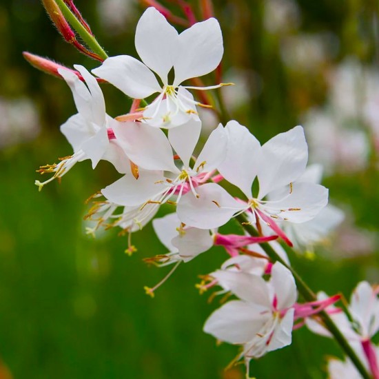 Гаура Elurra white р9 Гаура Elurra white р9