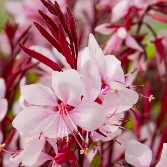 Гаура Gaudi Medium Pink р9 Гаура Gaudi Medium Pink р9