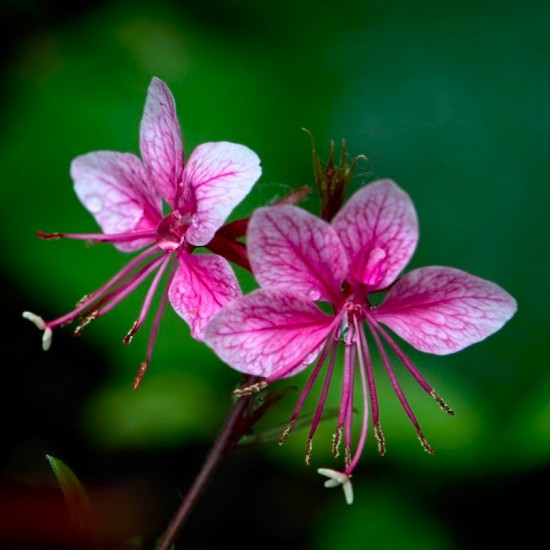 Гаура Siskiyou Pink р9 Гаура Siskiyou Pink р9