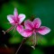 Гаура Siskiyou Pink р9
