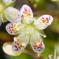 Ломикамінь Saxifraga Bronchialis р9 Ломикамінь Saxifraga Bronchialis р9