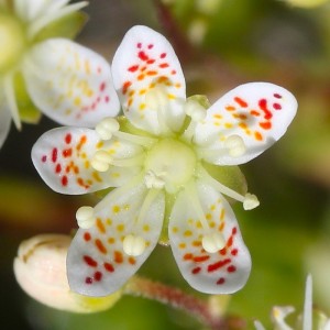 Ломикамінь Saxifraga Bronchialis р9