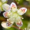 Ломикамінь Saxifraga Bronchialis р9