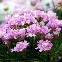 Армерія Juniperifolia Brno Армерія Juniperifolia Brno
