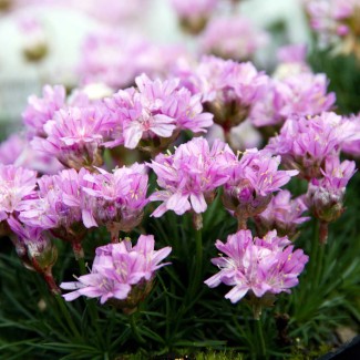 Армерія Juniperifolia Brno Армерія Juniperifolia Brno