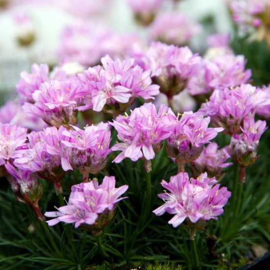 Армерія Juniperifolia Brno Армерія Juniperifolia Brno