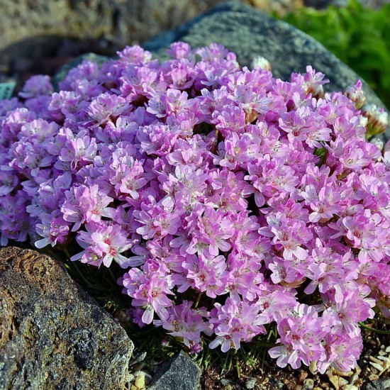Армерія Juniperifolia Brno Армерія Juniperifolia Brno