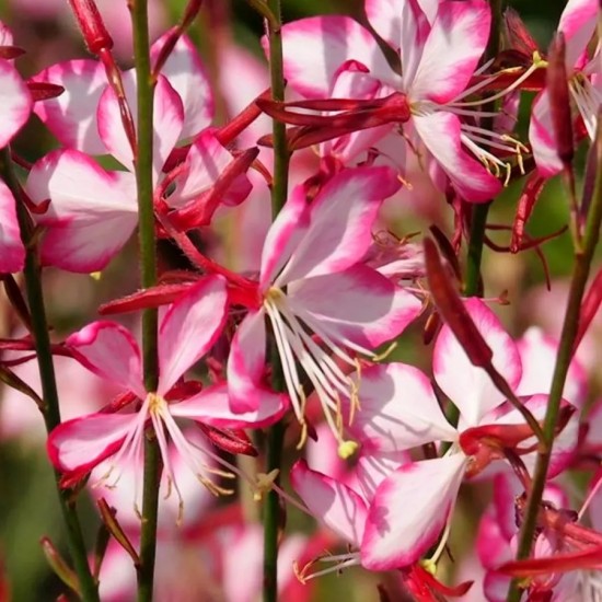 Гаура Cambit Variegata Rose р9 Гаура Cambit Variegata Rose р9