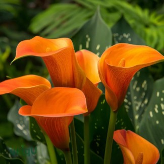 Кала Orange Art (контейнер 1,5 л)
