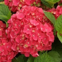 Гортензія широколиста Royal Red (контейнер 3 л)