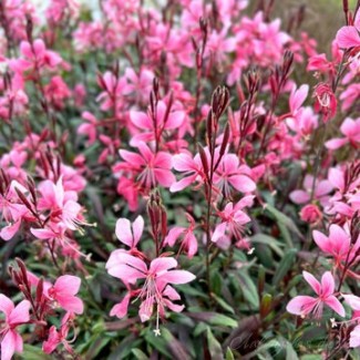 Гаура Cambit Variegata Rose р9
