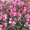 Гаура Cambit Variegata Rose р9