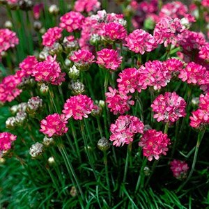 Армерія Abbey Deep Rose р9