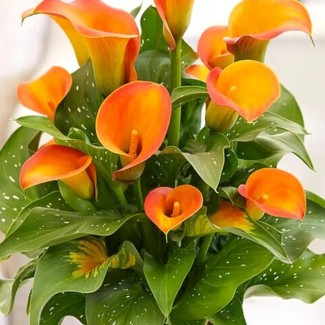 Кала Orange Art (контейнер 1,5 л)