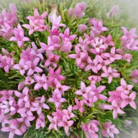 Асперула gussonii р9 Асперула gussonii р9