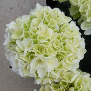 Гортензія Широколиста Ice Girl (контейнер 3 л)