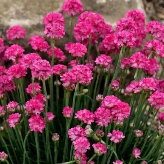 Армерія Abbey Deep Rose р9