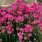 Армерія Abbey Deep Rose р9