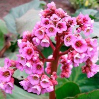 Бергенія Cordifolia Rotblum р9