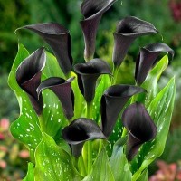 Кала Black Memory (контейнет 1,5 л)