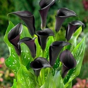 Кала Black Memory (контейнет 1,5 л)