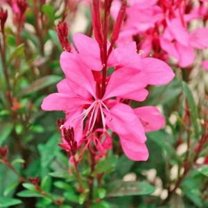 Гаура Cambit Variegata Rose р9 Гаура Cambit Variegata Rose р9