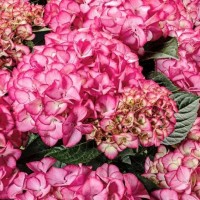 Гортензія широколиста Code Rose (контейнер 3 л)
