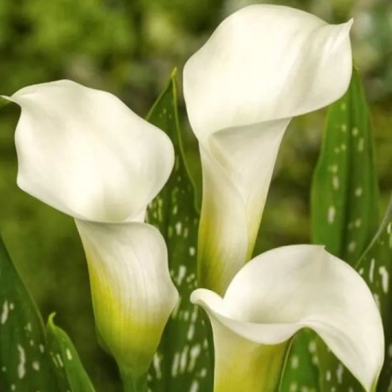 Кала White Art (контейнер 1,5 л)