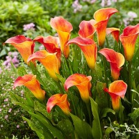 Кала Orange blend (контейнер 1,5 л)