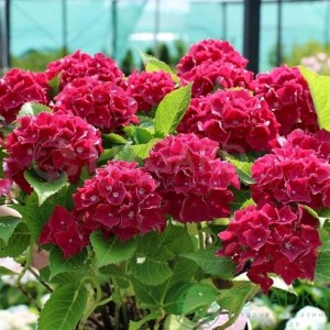 Гортензія широколиста Royal Red (контейнер 3 л)