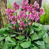 Бергенія Cordifolia Rose р9