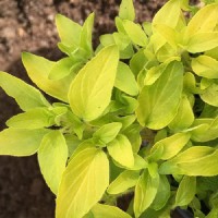 Орегано Gold р9