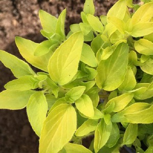 Орегано Gold р9